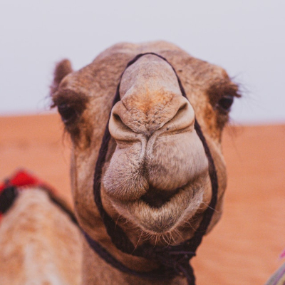 Camel close up