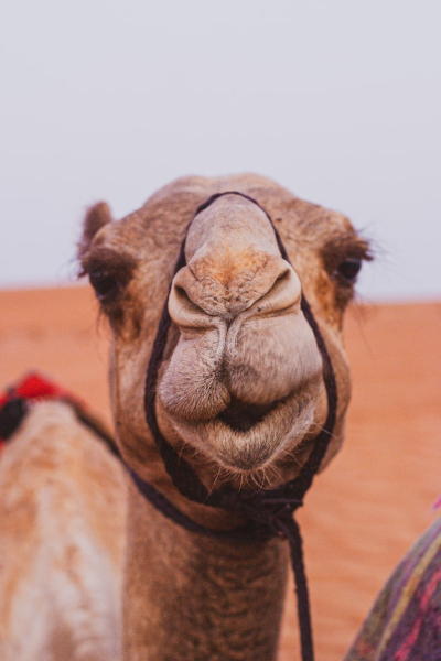 Camel close up